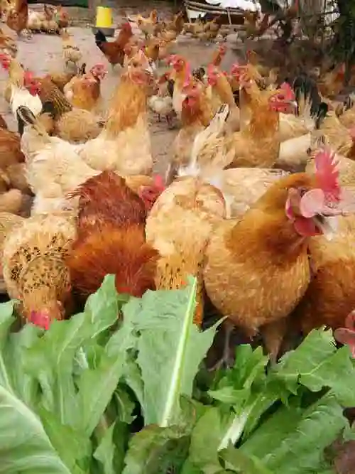 跑山鸡优点有哪些『跑山鸡优点有哪些方面』