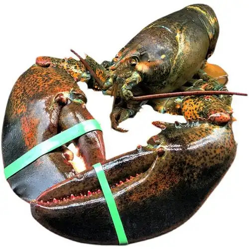 龙虾冰鲜波士顿特超大波海鲜水产帝王鲜活奥澳冻虾