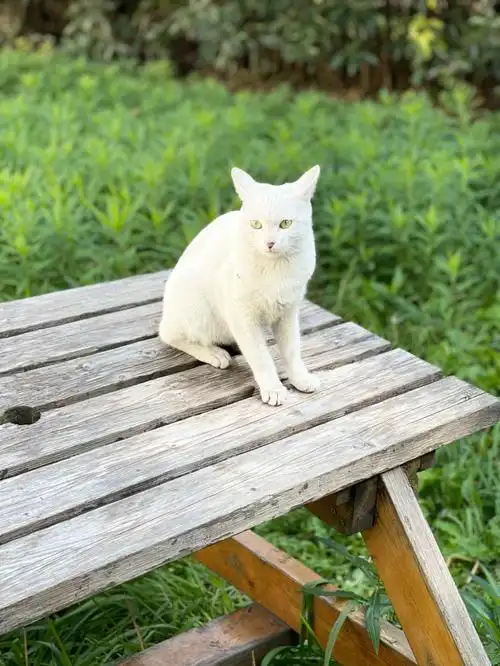 小白猫whitecat