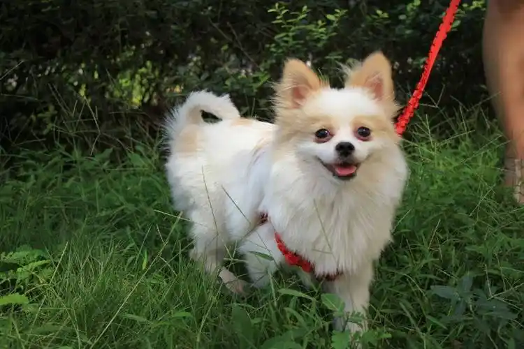 蝴蝶犬如何美容