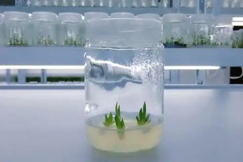 多肉植物组织培养是通过叶插根插砍头等方式进行植物克隆