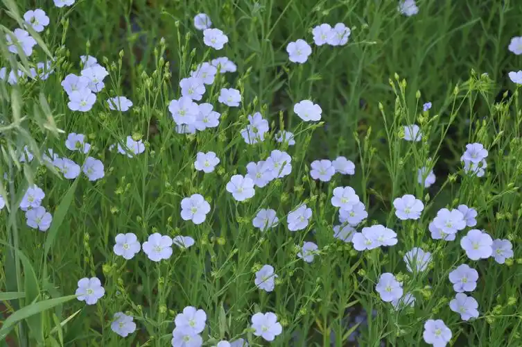 圆梦沽源胡麻花