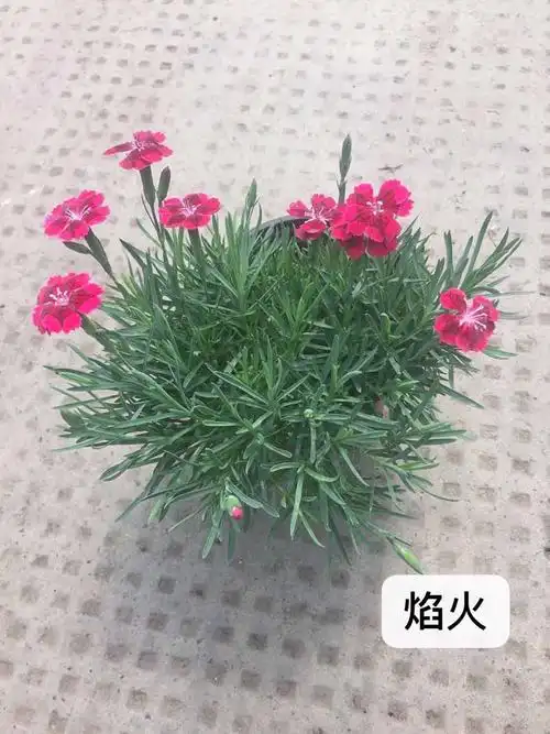 石竹花图片_石竹花花语_石竹的养殖方法-农苗网