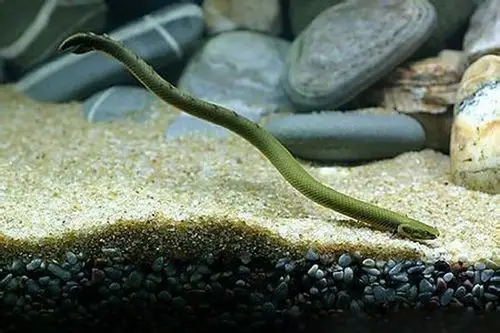 草绳恐龙鱼图片 观赏鱼图片