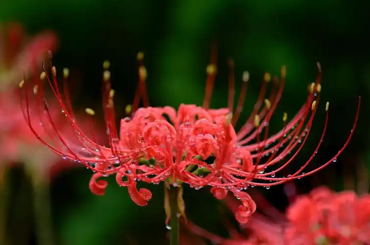 【彼岸花折纸】佛家语,荼蘼是花季最后盛开的花,开到荼蘼花事了,只剩