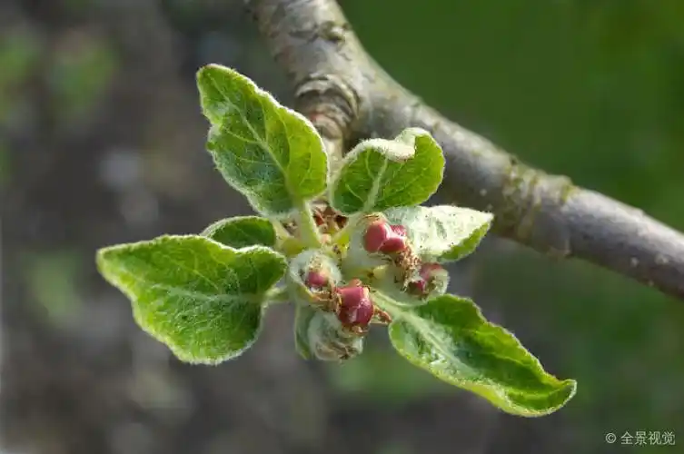特写_芽_苹果树_模糊背景_图片大全—全景创意图库(quanjing.
