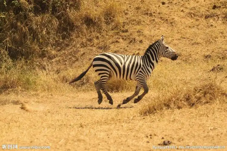 3456×2304像素格式:jpg颜色:rgb10共享分×关 键 词:奔跑斑马 非洲