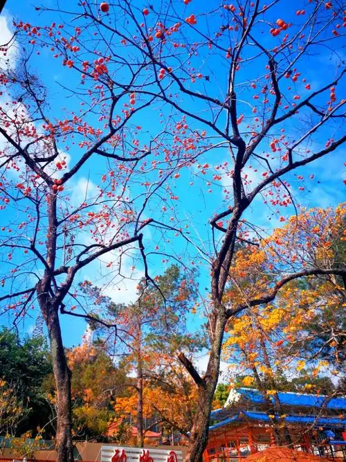 祝愿各位在2018平安,健康,幸福,吉祥,红红火 - 花粉随手拍路上风景