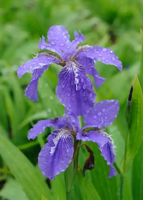 雨后鸢尾花