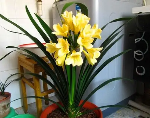 君子兰的品种颜色形态名品图