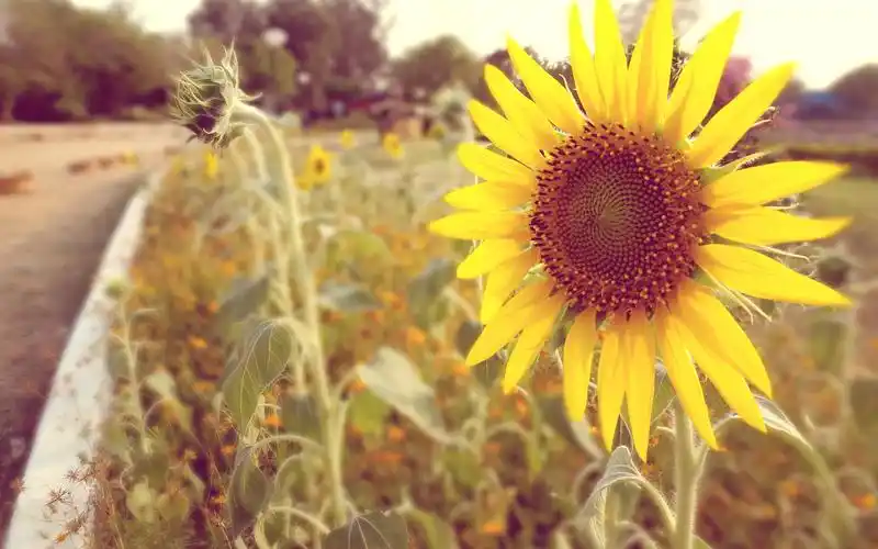 高清晰金色太阳花向日葵电脑壁纸
