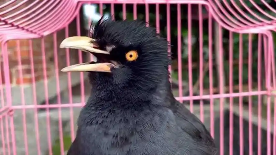 近距离拍摄八哥鸟说话注意看它眼睛的变化非常特别