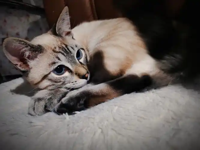 虎斑暹罗奥利奥第一次进猫包好奇的不得了