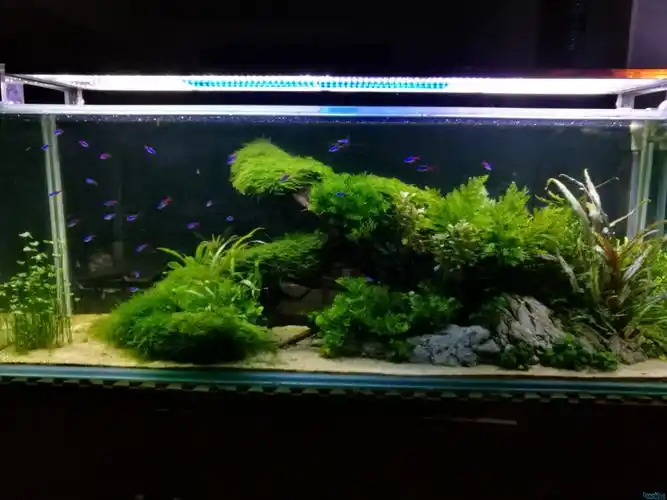 5米缸一木成景 - 水草造景 - 龙巅水草