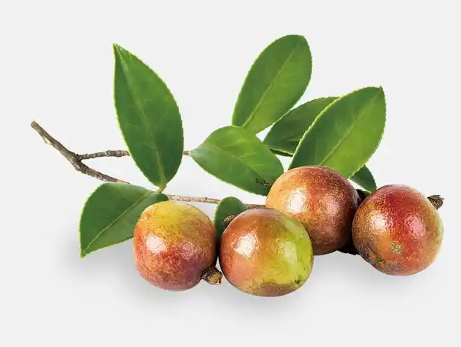 山茶鲜果山茶果即油茶果,供应新鲜有机油茶果鲜果颗粒2cm-10cm不等