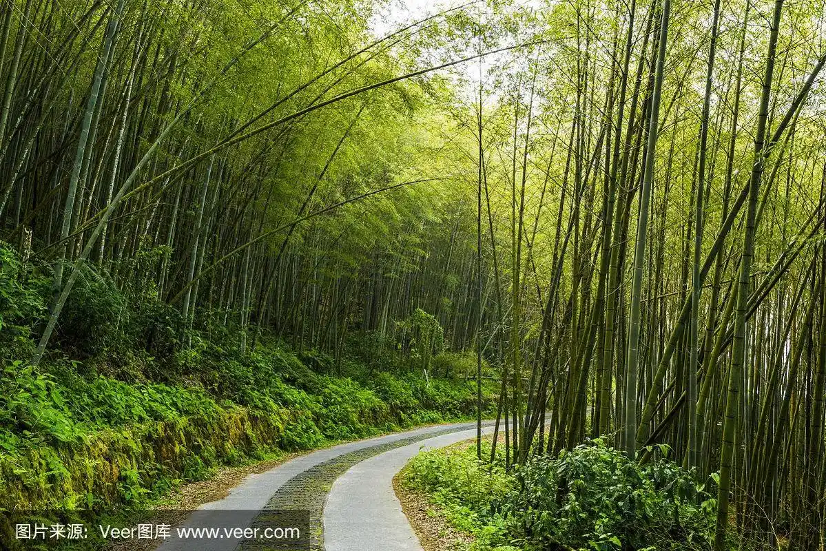 竹林之间的小路