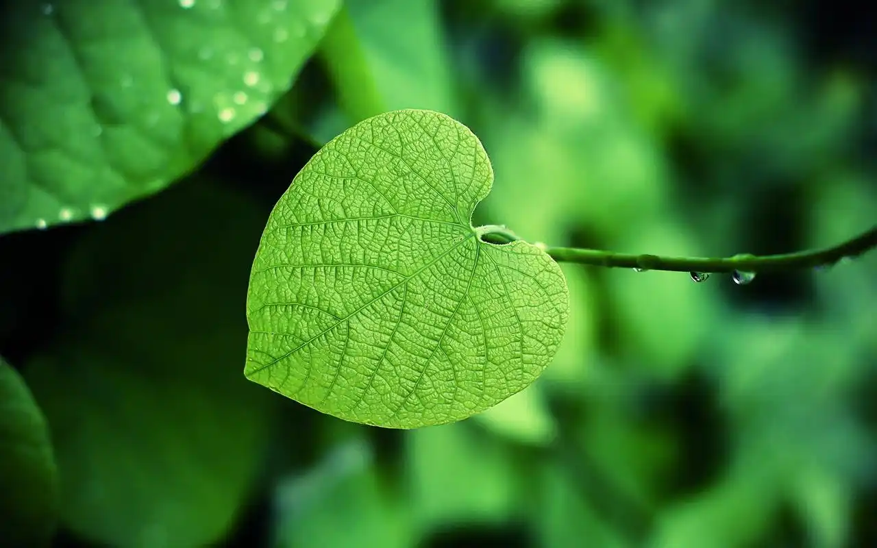 首页 桌面壁纸 风景壁纸 小清新绿色护眼壁纸 第二辑上一张 下一张