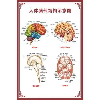 狗的身体构造_人的身体构造图_身体构造全图