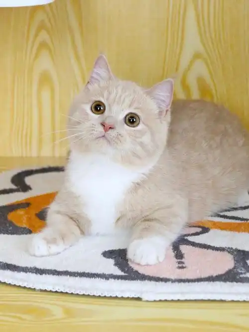 大圆脸乳白曼基康妹妹找