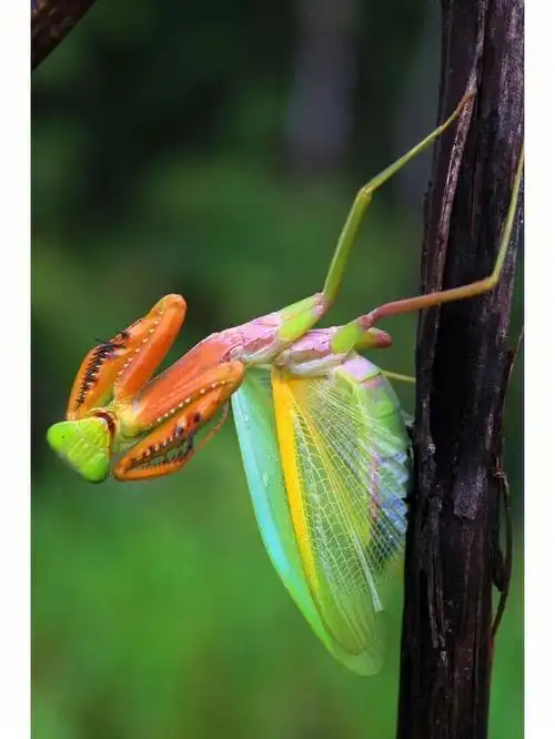 螳螂  #昆虫  #神奇的大自然  #和大自然亲密接触  #大自然的调色