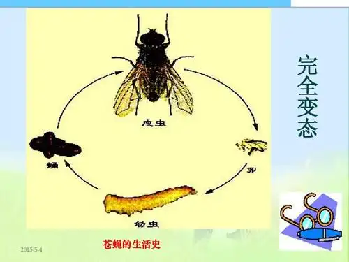苍蝇的生活史