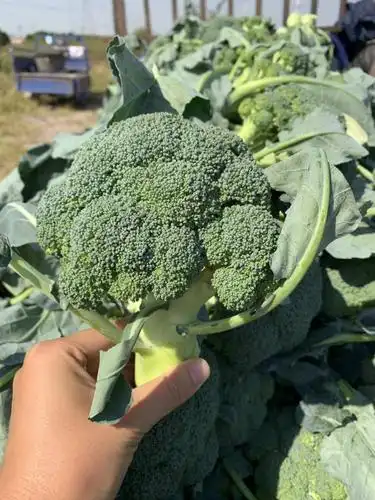 耐寒优秀西兰花 0.8~1.2斤 10~15cm