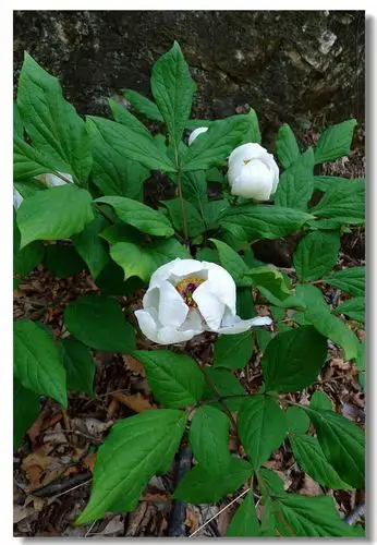 《原创》植物篇——山芍药