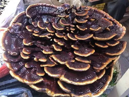 这灵芝听说要几百年才能长得这么大,要860元钱,只可惜我们不懂!