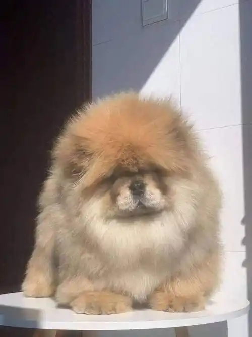 百万【牛魔王】松狮落户山东济南_国犬_皇帝_中国