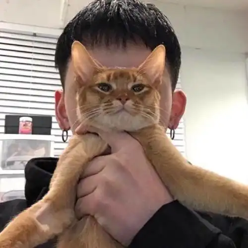 橘猫男生头像