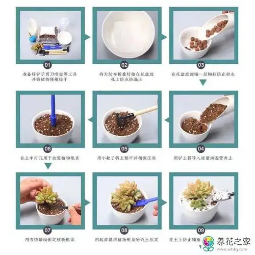 多肉植物的正确种植步骤是怎样的_养花之家