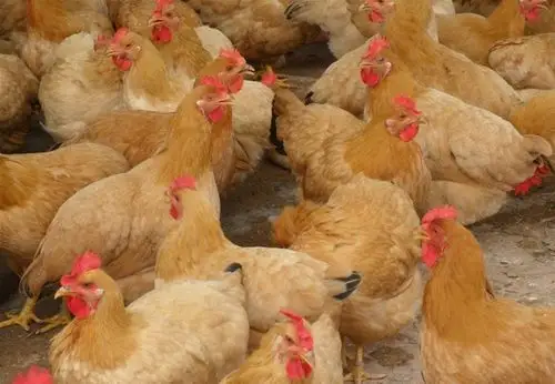 供应青脚土鸡苗青脚麻鸡湘黄鸡三黄鸡