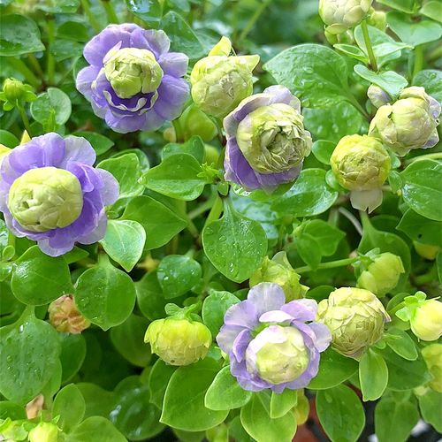 [珍珍]花苗超凡蓝色蓝雪花小苗