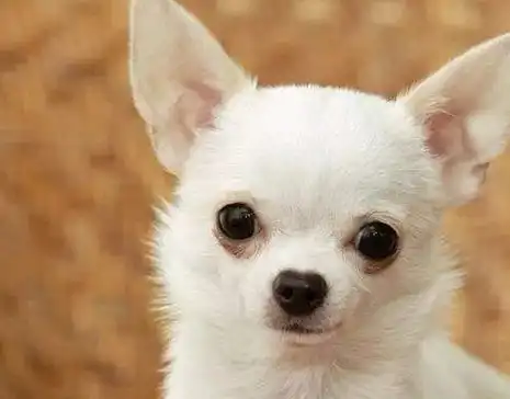 吉娃娃真的好养吗?它到底咬不咬人?来这里告诉你_时候_接种_狗狗