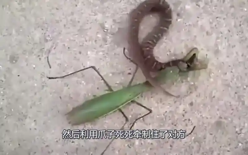 老虎不在家,螳螂称霸王,轻而易举就杀死了蛇,镜头拍下全过程