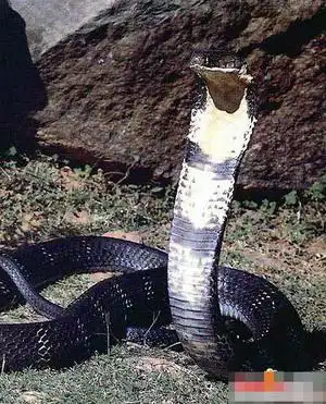 中国境内的十大毒蛇