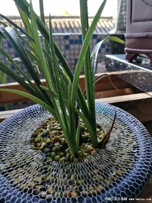 宁海大帝国的兰-种养心得-中国兰花交易网社区