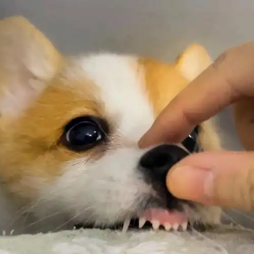 我家宠物好可爱  #柯基  #柯基日常  #宠物  #阿祖是只小母基  #宠物