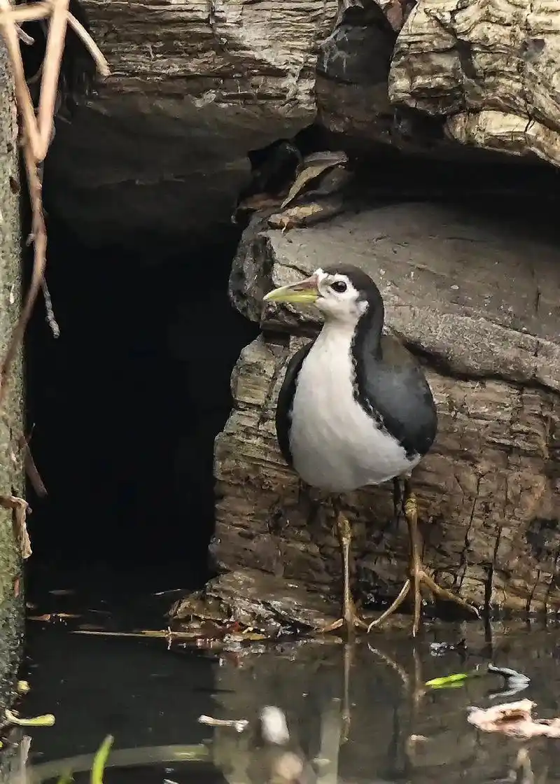 玉皇山公园里的白面水鸡