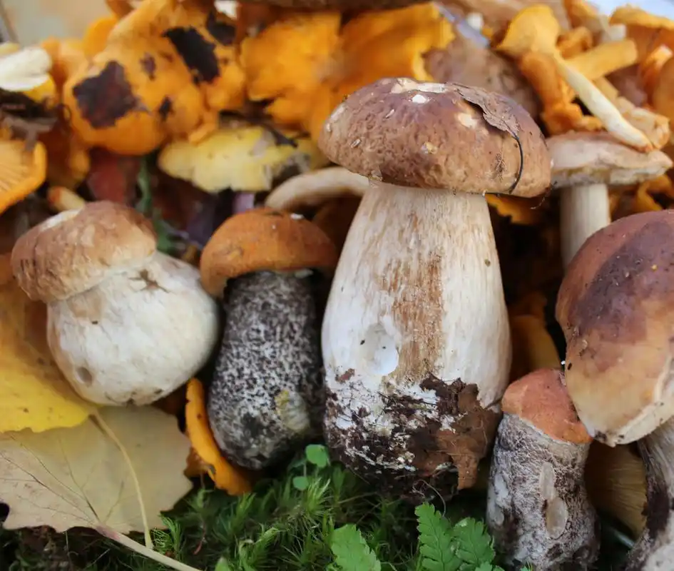 蘑菇,集团的食用菌