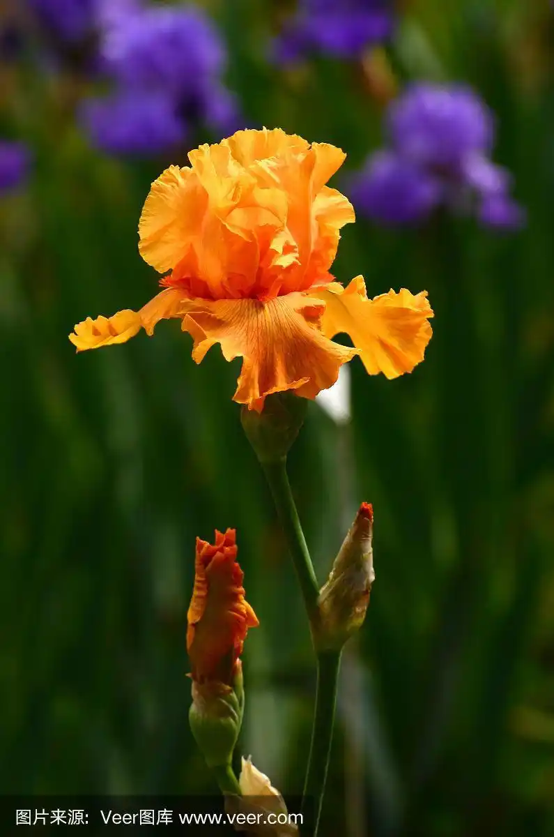 鸢尾花在花园里盛开.佛罗伦萨,意大利.