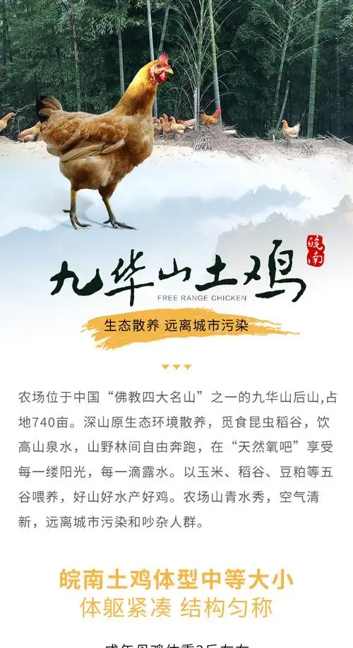 九华山竹林散养农家老母鸡净重约25斤只2只顺丰包邮