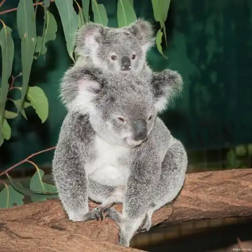 懒惰二哥揭秘树袋熊的生活方式与野外生存技能