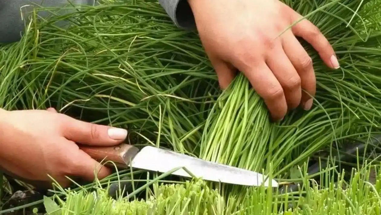 腾讯微信逐步开始割韭菜,小程序收费深坑让你"应接不暇"