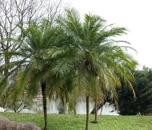 >江边刺葵( i>phoenix roebelenii /i> obrien)是棕榈科刺葵属的植物