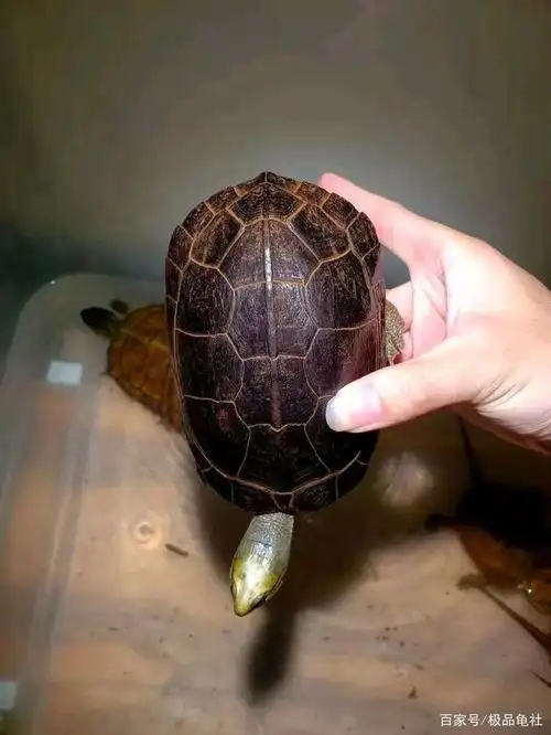 黄喉龟怎么养才漂亮.黄喉龟怎么养金头
