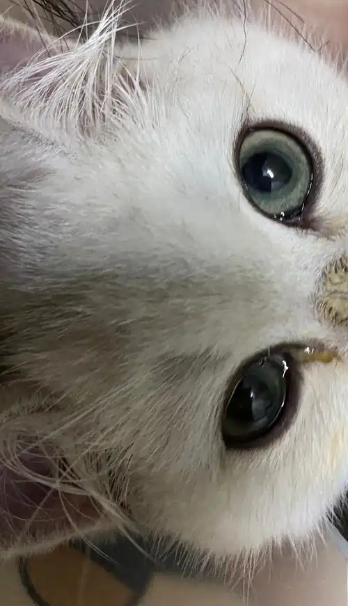 讨论猫咪眼角出现黄绿色眼屎分泌物是什么情况