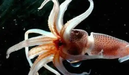 世界上最大的无脊椎动物 大王乌贼能与巨鲸搏斗_谋历史网