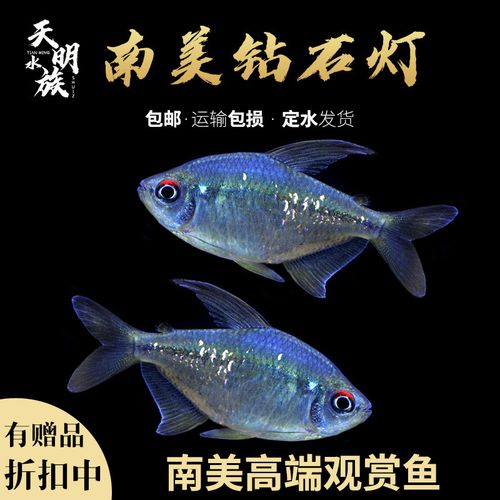 南美钻石灯鱼活体稀有群游小型鱼淡水观赏鱼热带钻石灯宝莲灯红绿