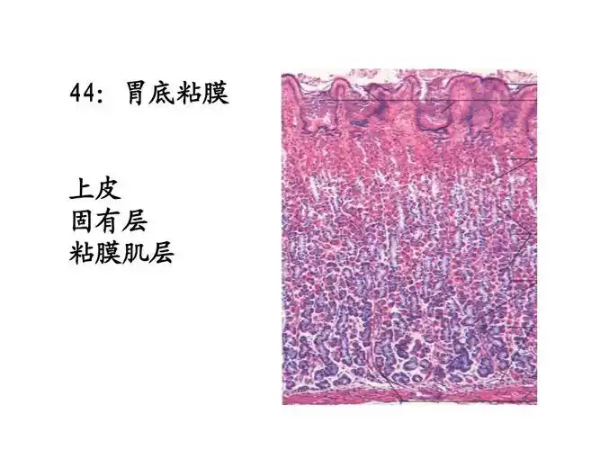 组织学与胚胎学(组胚)切片实验实习四(共五)ppt